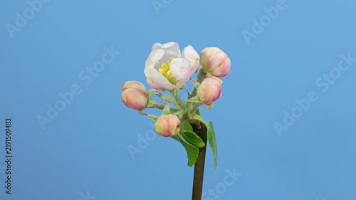 Macro time lapse apple tree flowers blooming on blue screen