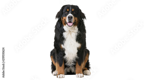Obraz na płótnie Bernese Mountain Dog sitting with black brown and white fur