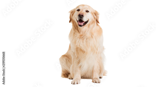 Cuadro en lienzo Happy golden retriever dog sitting with open mouth and tongue out
