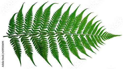Fotografía Fresh green fern leaf frond with intricate pinnate structure