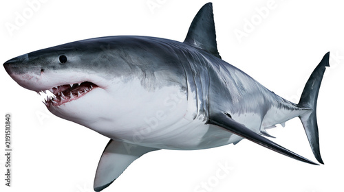 фотографія Great white shark swimming with open mouth showing sharp teeth