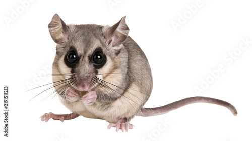 Foto Garden dormouse with large dark eyes and grey brown fur sitting upright