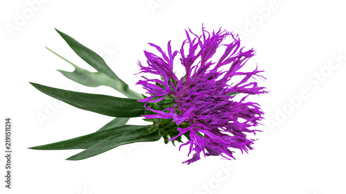 фотографія Vibrant purple cornflower blossom with green leaves and fringed petals