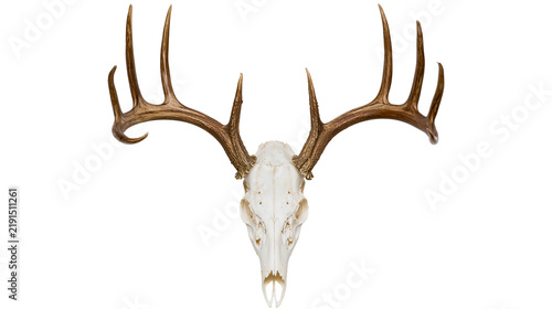 Foto Large white deer skull with brown branched antlers trophy