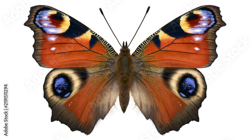 Obraz na plátne European peacock butterfly with orange wings and distinctive blue eyespot patter