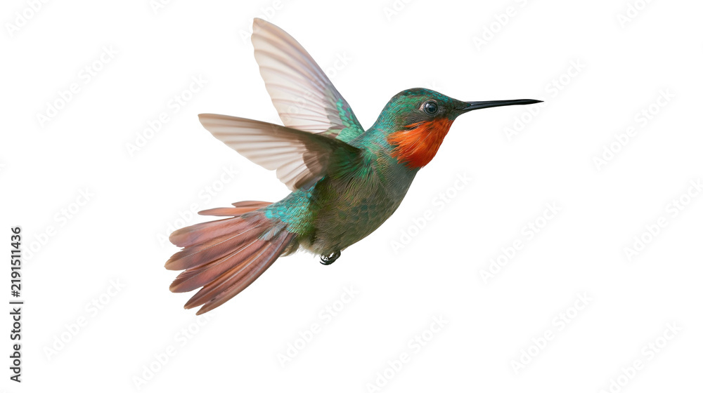 Fototapeta premium Vibrant green and orange hummingbird in flight with spread wings