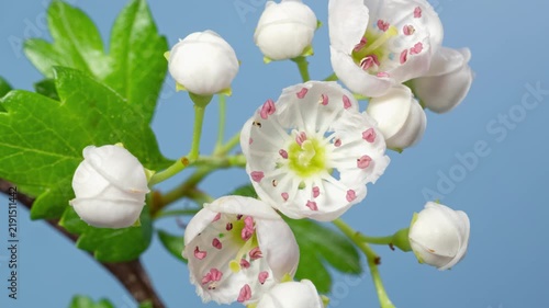 Macro time lapse hawthorn tree flowers blooming on blue background