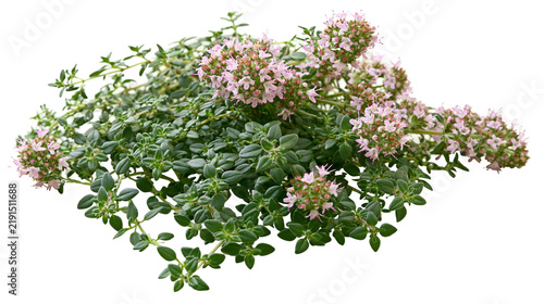 Fresh green thyme sprigs with small pink flowers and aromatic leaves