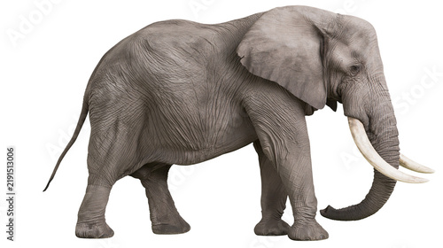 Konstfotografi Large African elephant with wrinkled grey skin and long ivory tusks standing