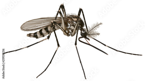 Obraz na plátne Detailed macro shot of a black and white striped mosquito with feathery antennae