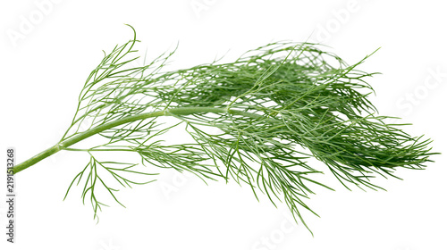 Obraz na plátne Fresh green dill herb sprig with feathery leaves