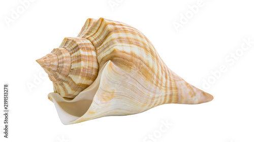 Quadro su tela Spiral brown and cream striped conch seashell with detailed texture