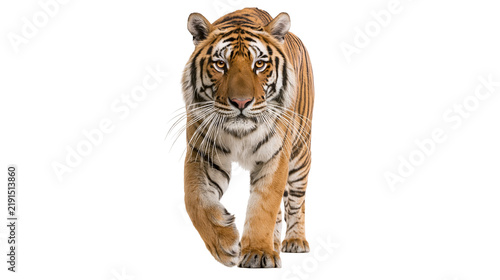 Photography Majestic Siberian tiger walking forward with intense gaze and striped fur patter