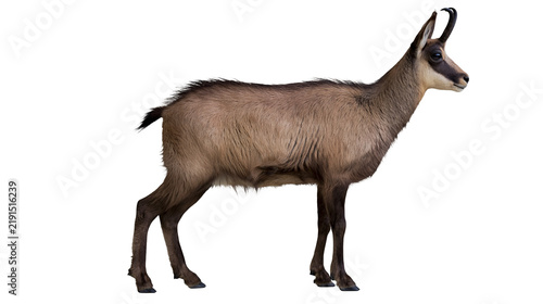 Fotografía Adult chamois standing in profile with brown fur and curved horns