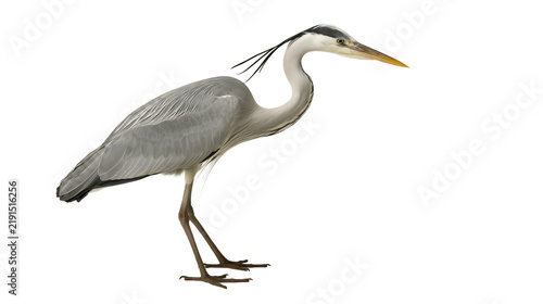 Obraz na płótnie Grey heron standing with long neck and sharp yellow beak