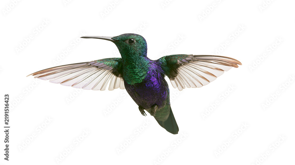 Fototapeta premium Iridescent green and purple hummingbird hovering with wings spread wide