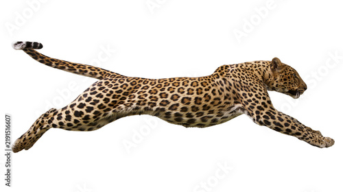 Canvas Print Leaping leopard with spotted fur coat in mid-air motion