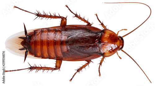 Принти на полотні Brown American cockroach with long antennae and spiny legs top view