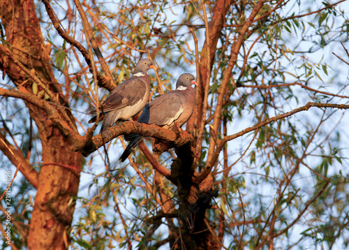 Pair of Common Wood Pigeons (Columba palumbus) perched together on a thick tree branch lit by warm sunlight.