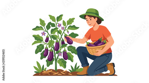 Gardener Harvesting Eggplants in a Basket