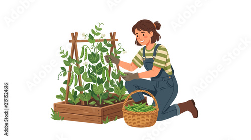 Woman Harvesting Fresh Peas from a Garden Bed