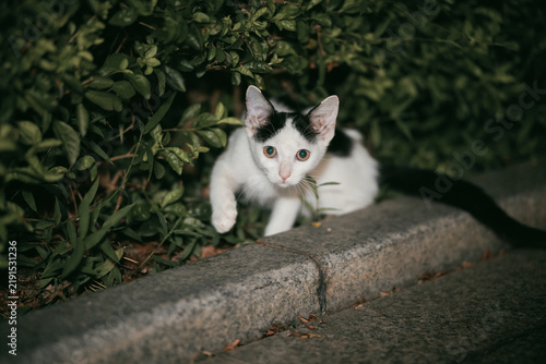Canvastavla A black and white cat emerges from green bushes and crouches near a curb, looking directly at the camera