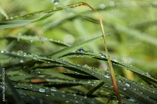 Quadro su tela Transparent morning dew drops sparkle on vibrant green grass blades
