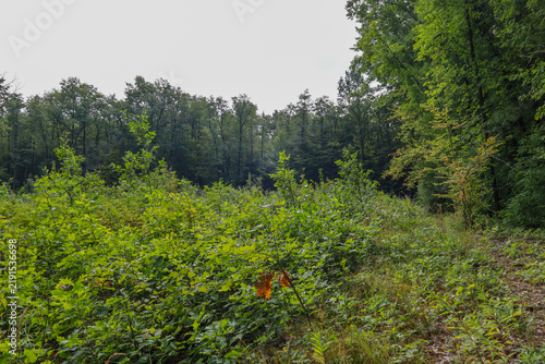 Bild auf Leinwand Young dense undergrowth and green bushes spread across a sunny clearing near a wall of tall mixed forest