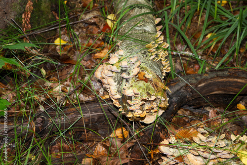 Foto Numerous bracket fungi cover a fallen birch log in the middle of an autumn forest