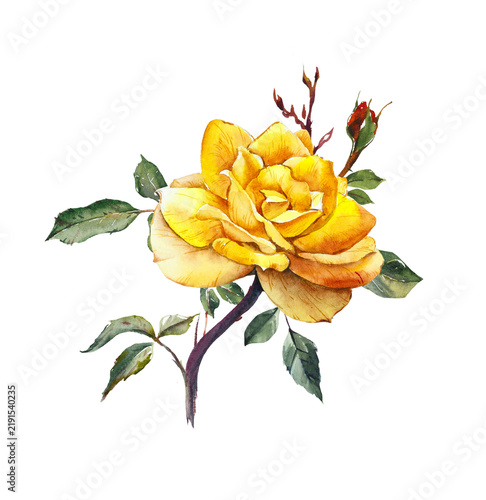 Pattern from yellow rose. Wedding drawings. Watercolor painting. Greeting cards. Flower backdrop. 
