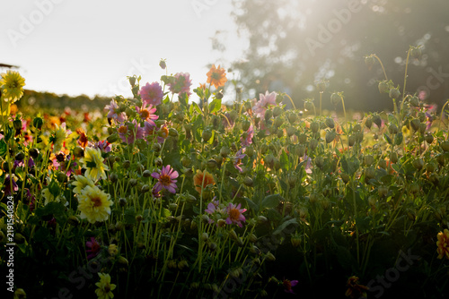 Fototapeta 逆光に輝く秋の花々と美しい自然風景、北海道上川郡美瑛町