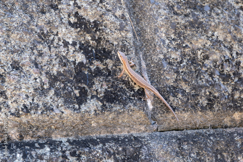 Plakat 野生のニホンカナヘビ、日本の爬虫類と自然観察