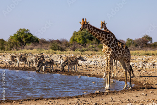 Bild auf Leinwand Giraffes and Zebras at a waterhole in Etosha National Park, Namibia, Africa