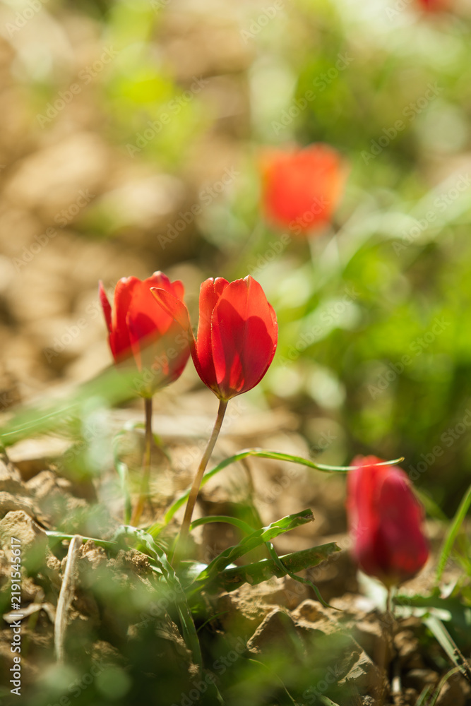 Fototapeta premium Vertical close-up shot of small red wild tulips in full bloom growing on rocky soil, bathed in warm natural sunlight with soft green and earth-toned bokeh blur in the background.