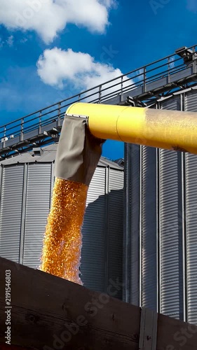 Low angle shot of yellow corn grain pouring from a combine auger into a farm trailer beside metal agricultural silos on a sunny day.