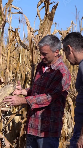 Two middle-aged farmers inspect a ripe corn cob in a mature field, then photograph it with a smartphone during crop monitoring on a sunny day.