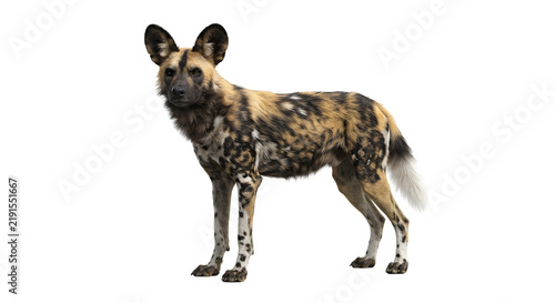Photography African wild dog standing on transparent background