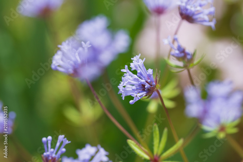 淡い青紫色のアスペルラの花