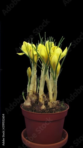Vertical time lapse of yellow crocus flowers blooming from buds to full bloom, then gradually wilting, fading and withering on a black background.
