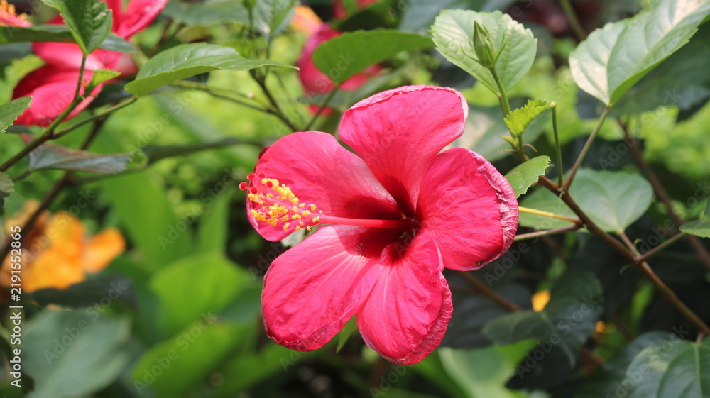Fototapeta premium Beautiful Pink Hibiscus Flower Close Up in Green Garden