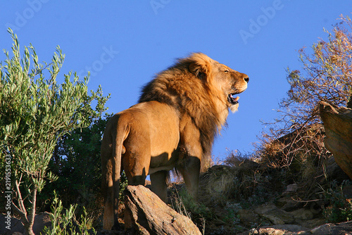 Löwe (Panthera leo) Männchen steht auf Hügel in Landschaft
