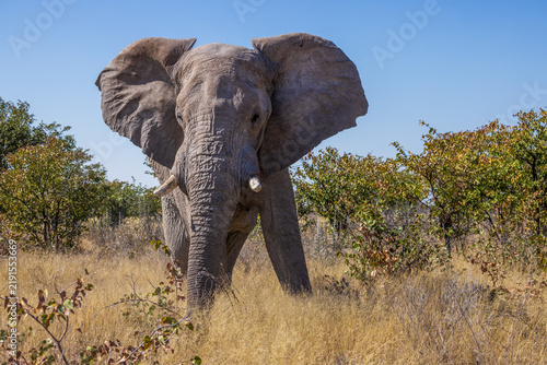 Bild auf Leinwand An African Elephant in the bush at Etosha National Park, Namibia, Africa