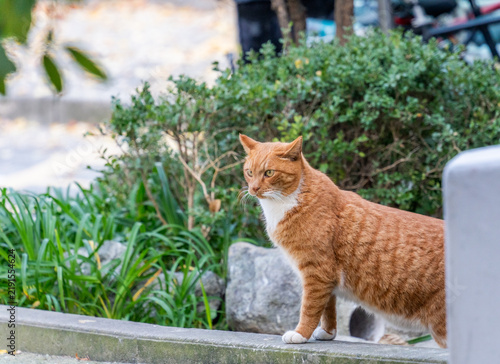 Foto Confident Cat Standing Proudly and Looking to the Left on a Sunny Day