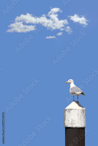 A single herring gull perched on a harbour post against a blue sky with white clouds
