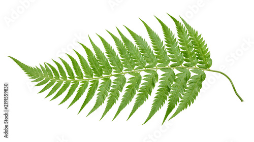 Fresh vibrant green fern leaf with detailed pinnate structure