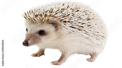 Cuadro en lienzo Small African pygmy hedgehog with white and brown quills standing on side view