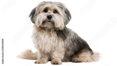 Bild auf Leinwand Fluffy Havanese dog with long cream and black fur sitting and looking forward