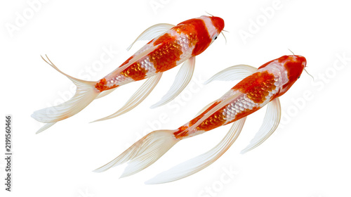 Foto Two orange and white long-finned butterfly koi fish swimming