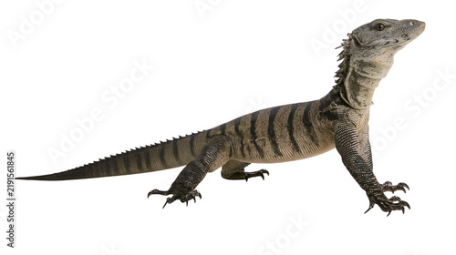 Lace monitor lizard with black and grey striped patterned skin and sharp claws