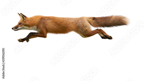 Fotografie Dynamic red fox leaping in mid-air with bushy tail and alert expression